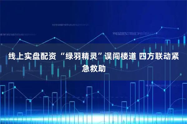 线上实盘配资 “绿羽精灵”误闯楼道 四方联动紧急救助